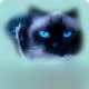 Pixelated close-up of a cat's face with blue eyes on a light background, rendered in low-resolution style typical of early 2000s instant messaging icons.