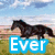 A four- of pixelated images showing horses and text: top-left horse with 'Ever' text, top-right horse with 'lasting' text, bottom-left horse with 'tbs' text, bottom-right empty
