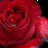 red roses with pinkish petals arranged in a repeating pattern against black background