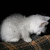 Pixelated white cat on brown surface with 'i sorry :(' text in pixel font against black background.