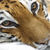 Animals icons for AIM, MSN, MySpace and Yahoo
