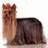 A pixelated dog with long brown and tan fur sits beside a bright blue background displaying text.