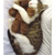 Pixelated static image of a brown and white cat with green eyes, viewed from above against a light gray background.