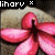 A pink flower with five petals and a dark center, displayed against a light brown background.