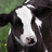 A black and white cow with a distinctive white blaze on its face appears in two side-by-side showing different poses