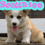 Pixelated image of a corgi dog with light brown and white fur, pink tongue, and upright ears, displayed in a with text overlays