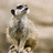 A meerkat stands upright on sandy ground with a green background displaying pixelated text about partying and Meerkat Manor reruns.