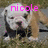 Animated sequence of a bulldog puppy with pink text overlays reading 'nicole', '<3', and 'baby bulldogs' on a grassy background.