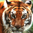 A pixelated close-up of a tiger's face with orange-brown fur, black stripes, and white markings around the eyes and muzzle.