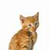 Pixelated image of a small brown tabby cat with darker stripes, facing slightly right, against a plain white background.