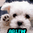Four dog images arranged in a with cyan text overlays on each dog
