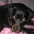 Pixelated close-up of a dark-furred animal with light brown accents on its face and paws, resting against pink and gray background elements.