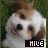 A small dog with white and brown fur appears in a of six , each showing different mouth expressions while text below changes across frames