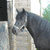 A black horse stands in a fenced enclosure with green grass and trees in the background, next to a red square containing the text 'Sandy' in white letters.