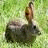 Animated contact sheet showing a cartoon animal character with an egg on its head against green foliage, next to blue text reading "find the eggs!" on a bright green background.