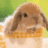 A pixelated bunny with brown fur and long ears sits against a green and yellow background, with text appearing over its face in the second frame.