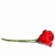 A red rose with a green stem appears in multiple and , accompanied by repeated text 'A Rose is a rose is' in varying pink shades and font sizes