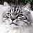 A cat with gray and white fur sits on a light surface against green foliage, displaying multiple poses including front-facing, side views, and head turns.