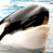 Animated contact sheet showing two frames of an orca breaching with water splashes and a separate frame displaying CoolBuddy.com text on blue background.