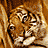 Two tiger head close-ups flank text reading "Kumal" and "Sangha Two Brothers" on a black background with gray section.