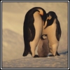 Three penguins stand closely together on a snowy surface, with two adults and one chick in a warm, natural pose.