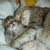 A pixelated cat lies on its back with eyes closed, next to a red displaying white text
