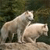 Animals icons for AIM, MSN, MySpace and Yahoo