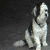 Animated sequence showing two dogs in different poses against a dark background with partial human legs visible.