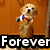 A golden retriever dog holding a soccer ball stands against a wooden background with partial text 'Forever' below.