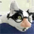 Animals icons for AIM, MSN, MySpace and Yahoo