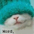 A cat wearing a teal knitted hat with visible texture, its face partially obscured by the hat's brim. The cat has white fur and a pink nose.