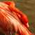 A pixelated close-up of a reddish-orange object with smooth curved surfaces against a brown background.