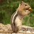 A pixelated chipmunk stands upright on a light brown surface, holding a nut in its paws with a green foliage background.