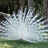 Pixelated image of a white peacock with fanned tail feathers against green foliage background, accompanied by pixelated text asking about seeing an albino peacock.