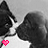 Animated sequence of a black-and-white puppy and kitten kissing, with pink hearts and text changing from 'sweet' to 'kisses'.