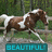 A pixelated brown and white horse stands in a grassy field with trees in the background, below a teal banner with the word "BEAUTIFUL" in blocky cyan letters.