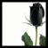 A black rose with green leaves on a white background, paired with red pixelated text reading "Holding Onto A Dream" and "That Won't Come True."