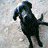 Animated sequence showing a black dog in mid-leap against a blurred background with blue and white tones.