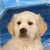 Pixelated close-up of a light-colored dog's face with dark eyes and nose against a blue background.