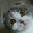 A pixelated cat face with wide eyes and a slightly open mouth appears on the left, while the right side displays white text on black background reading "you surprise kitty!".