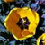 A pixelated circular icon with a yellow-orange gradient center and dark brown core, set against a multicolored pixelated background.