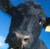 A 5-frame animated contact sheet showing a cow's face and text elements on blue backgrounds with gray transparency areas.