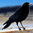 Animated contact sheet showing a black bird walking across multiple frames with slight motion blur in one frame, set against a blurred background of blue sky and brown ground.
