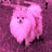 A fluffy dog with a round face and small dark eyes appears in three color variations: pink, cyan, and yellow against corresponding backgrounds.