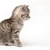 Pixelated image of a tabby cat with brown and black stripes, head turned right, against a plain white background.