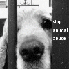 A four-quadrant image with a dog behind bars, text urging to stop animal abuse, and a stop sign with animal abuse text.