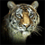 Animals icons for AIM, MSN, MySpace and Yahoo