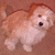 A small dog with light brown and white fur stands on a brown carpet, mouth open in a pant, eyes closed, tail curled behind.
