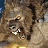 Animated icon shows a lion's face on left and 'VAN HELSING' text with crown graphic on right against dark background.