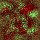 A static pixelated image with a dense pattern of small square pixels in red, green, and brown tones forming an abstract textured background.